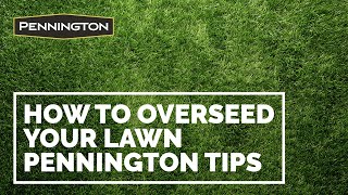 How to Overseed your Lawn  Tips from Pennington for Seeding [upl. by Haman]