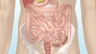 How the Digestive System Works [upl. by Hanah588]