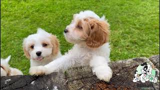 Cavachon Puppies [upl. by Nnylaf]