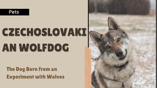 Czechoslovakian Wolfdog The Dog Born from an Experiment with Wolves [upl. by Ainessey]