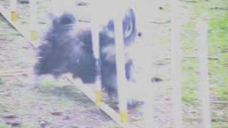 Havanese Weaves  Agility Dog Bella [upl. by Etnahs774]