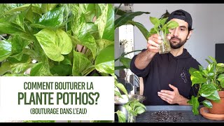 Comment bouturer la plante Pothos Conseils pour un bouturage TRÈS FACILE dans leau [upl. by Cordula]