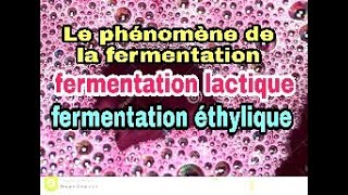 le phénomène de la fermentation [upl. by Aholah]