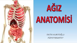 Ağız Anatomisi  Sindirim Sistemi  İç Organlar 1 [upl. by Penrod502]