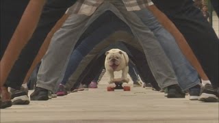 Bulldog skateboards through legs of 30 people on Guinness World Record day [upl. by Worra]