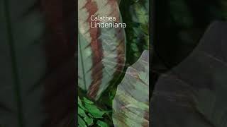 Calathea Lindeniana [upl. by Griseldis554]