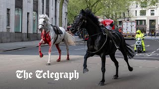 Bloodcovered Household Cavalry horses run loose through London [upl. by Javler415]