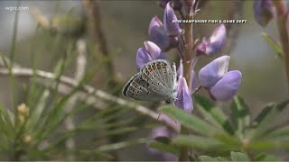 WNY group works to restore Karner blue butterfly population [upl. by Aretahs11]