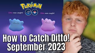 How to CATCH Ditto in September 2023 FULL Ditto disguises Pokémon Go [upl. by Reivazx]