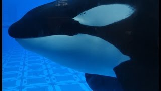 Tilikum and Trua  May 20 2013 Part 1  SeaWorld Orlando [upl. by Verlie203]