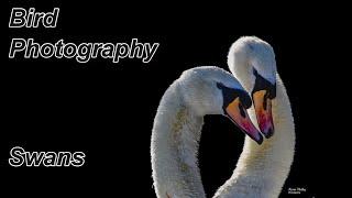 How to Photograph Swans [upl. by Nnair]