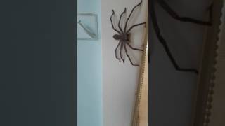 Huntsman Spider Australia [upl. by Arley]