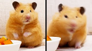 Another Weird Hamster [upl. by Kirstin]