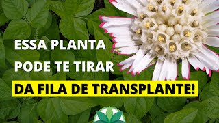 Trate os rins o fígado e a diabetes com 1 planta [upl. by Farrar]