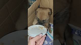 The Poor Little Dog Was Abandoned And Trembled After Being Rescued [upl. by Hanavas]