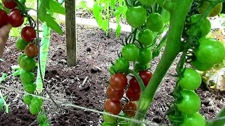 How to Prune Tomatoes for Earlier Harvests Higher Yields amp Healthier Plants [upl. by Aelanej999]