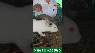 Californian giant rabbit की क्या पहचान होती है  Balda Rabbit FarmM 094671 25885 [upl. by Yecniuq]