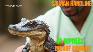 Dwarf Caiman Handling tips and tricks with Razor‼️💯 [upl. by Yeldar226]