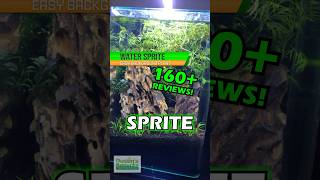 ALL CUSTOMER TANKS WATER SPRITE  CERATOPTERIS THALICROIDES MEGA HARDY AQUARIUM PLANT FOR SALE [upl. by Hendrickson]