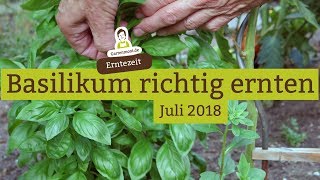 Basilikum richtig ernten und schneiden [upl. by Katheryn227]