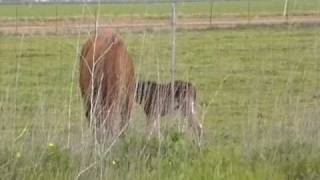 New Baby Horse Born amp Bonding in Natural Pasture  NO Imprinting  Rick Gore Horsemanship [upl. by Eeral]