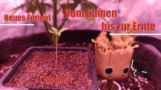 Keimung amp Aufzucht  Vom Samen bis zur Ernte [upl. by Suirada638]