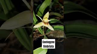 COELOGYNE FIMBRIATA shorts short [upl. by Jeremias82]