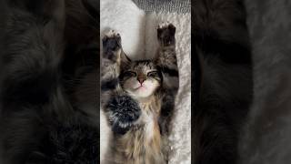 ASMR cat 🎶🎧 asmrcat chatfou cat catsounds chatonmignon catvideos [upl. by Pfosi]