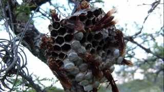 Avispa Colorada Polistes cavapyta y su avispero con larvas [upl. by Riedel]