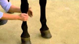 Using Absorbine Veterinary Liniment [upl. by Modla312]