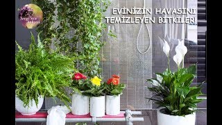 Doğal Hava Temizleyici ve Oksijen sağlayan Bitkiler Air Purifying House plants  ENGLISH CC [upl. by Lareine]