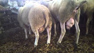 Texel sheep in monta cascine vernesi [upl. by Suzy396]