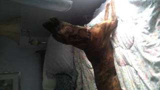 Plott hound howling [upl. by Pitts]