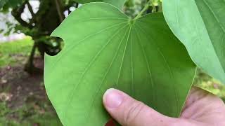 Bauhinia Variegata tree Orchid Tree [upl. by Shauna429]