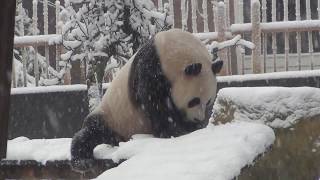 Ouwehands Dierenpark  Giant panda playing in the snow [upl. by Anelahs]