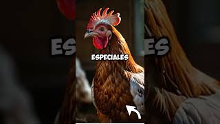 Descubre los SECRETOS para criar GALLINAS CRIOLLAS exitosamente [upl. by Aleksandr]