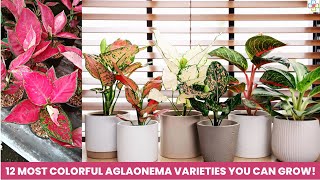 12 Most Colorful Aglaonema Varieties You Can Grow [upl. by Oal]