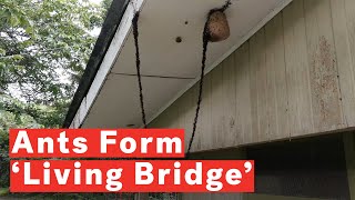 Incredible Moment Army Of Ants Build Bridge To Raid Wasp Nest [upl. by Hairem163]