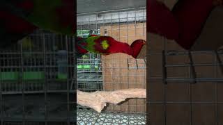 Parrot Talking  Smart And Funny Parrots Video  EP549 [upl. by Nosnor]