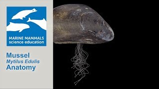 3D Mussel Mytilus Edulis Anatomy [upl. by Atiroc]