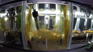 Common Bristlenose Catfish Clean Up in Action  Time Lapse [upl. by Ursola856]