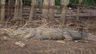 Giant Mugger Crocodile Crocodylus palustris in Kabini Backwaters  मगरमच्छ [upl. by Lux]