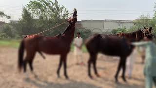 Horse meets each other first time [upl. by Tterb]