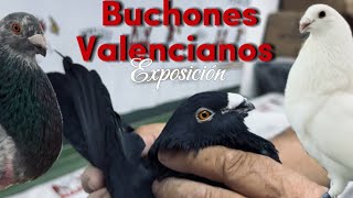 Vamos a la exposición de Buchón Valenciano💥La que liamos soltando los palomos con Francisco Juan 😹👏 [upl. by Jecho421]