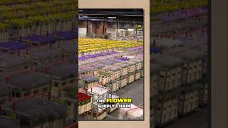 Discover the Aalsmeer Flower Auction  FloralIndustry Hub 🌷 [upl. by Brenden789]