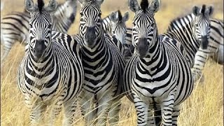 Doku Bedrohte Wildnis 22 Botswana auf den Fährten der Zebras HD [upl. by Tove]