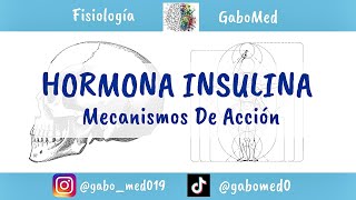 Fisiología Endocrina  Insulina Mecanismos De Acción [upl. by Nnayt]