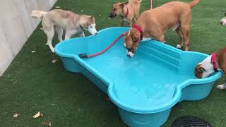 Power of the Play Yard  Starbucks Cuyahoga County Animal Shelter [upl. by Yerok]