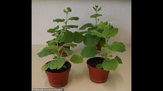 Tobacco plant with COCAINE [upl. by Fletcher]