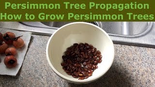 Persimmon Tree Propagation  How to Grow Persimmon Trees [upl. by Nairred]